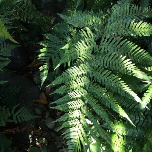 green leaves on green petioles and green stems
