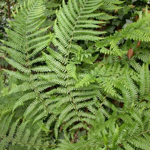 pale-green leaves on green petioles and green-brown stems