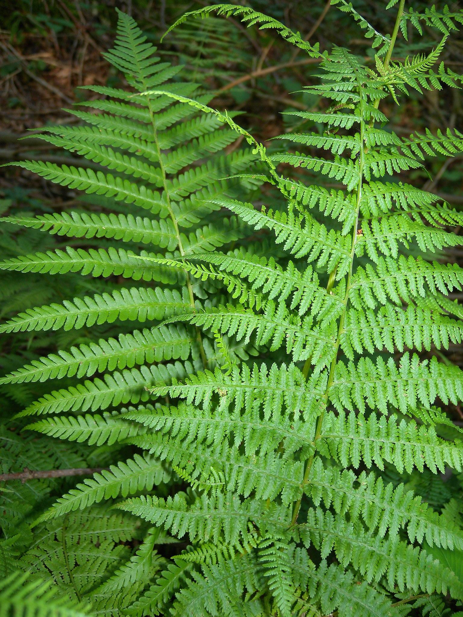 lime foliage with lime stems