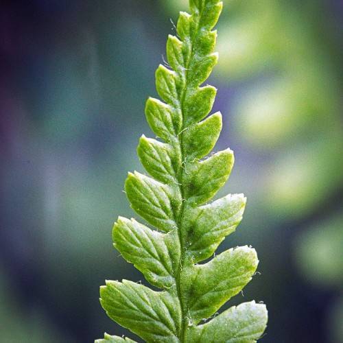 a yellow-green leaf with green veins and midrib