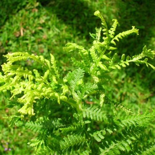 lime foliage with lime stems
