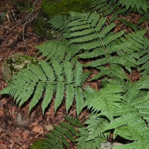 green leaves on green petioles and green stems