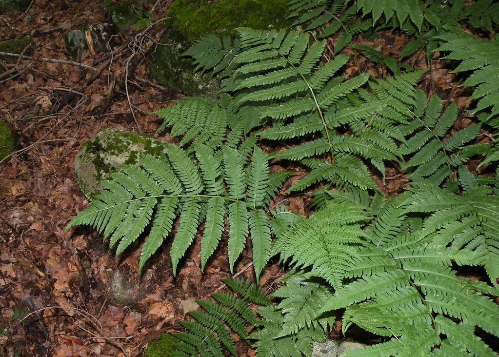 green leaves on green petioles and green stems