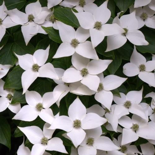 Beautiful white flowers and green pistils complemented by green leaves.