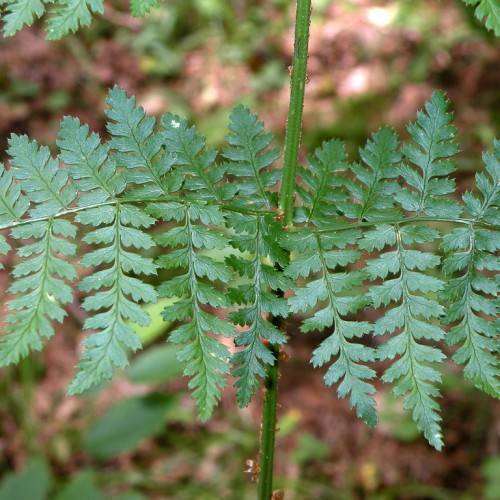 green leaves with green veins and midribs on green petioles and green stems