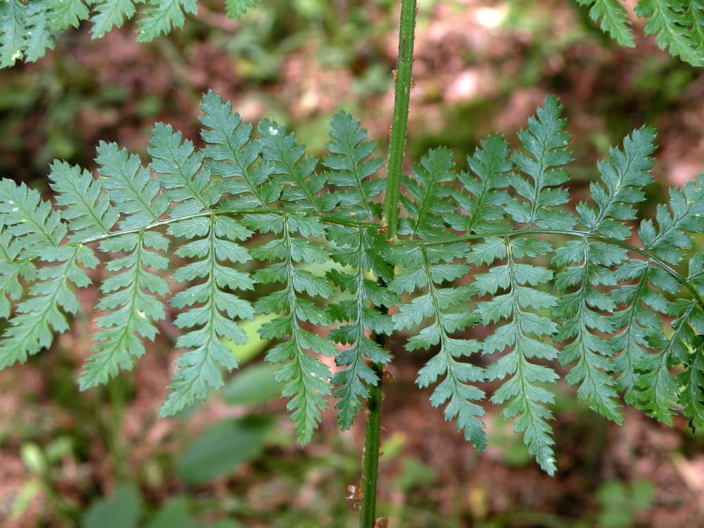 green leaves with green veins and midribs on green petioles and green stems