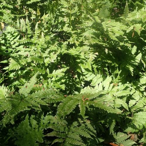 green foliage with green stems