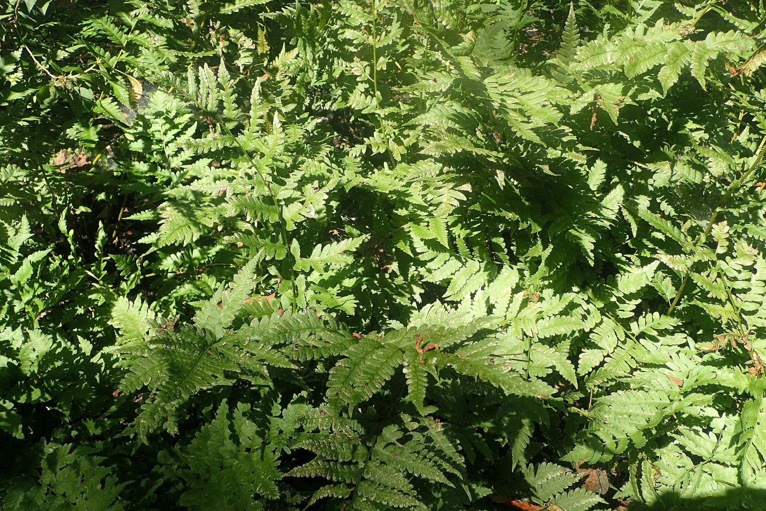 green foliage with green stems