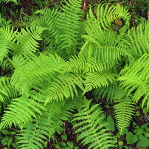 lime-green foliage with lime-brown stems
