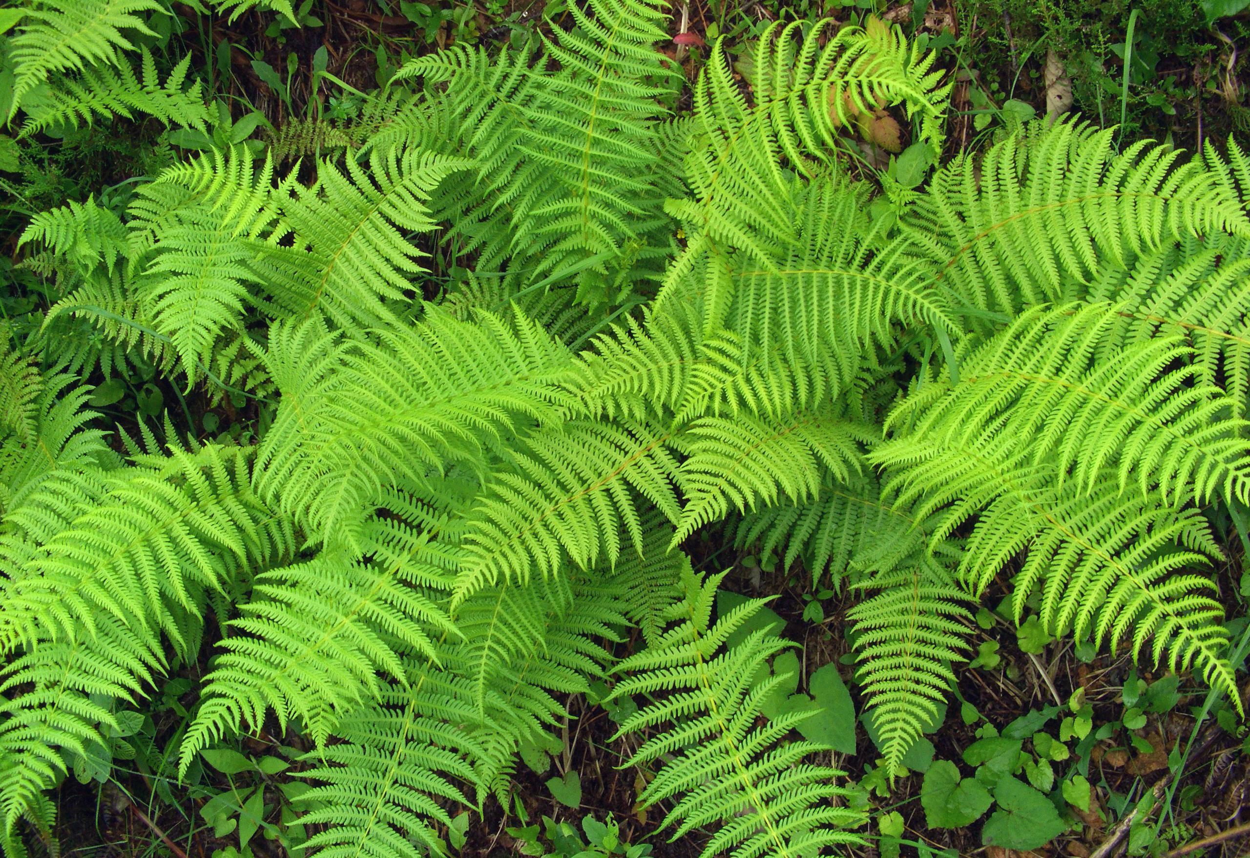 lime-green foliage with lime-brown stems