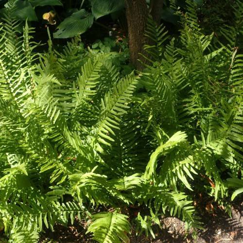 lime-green leaves on green petioles and green stems