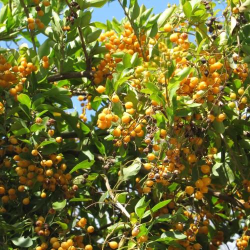 orange fruits with lime leaves and brown-gray branches