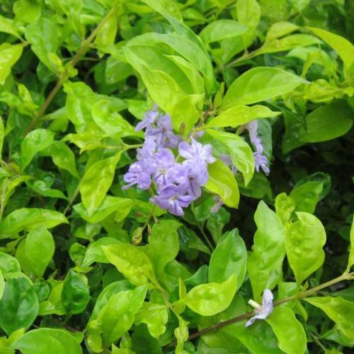 purple-white flowers with pale-yellow center, purple-green buds with lime-green leaves on green petioles and green-beige stems