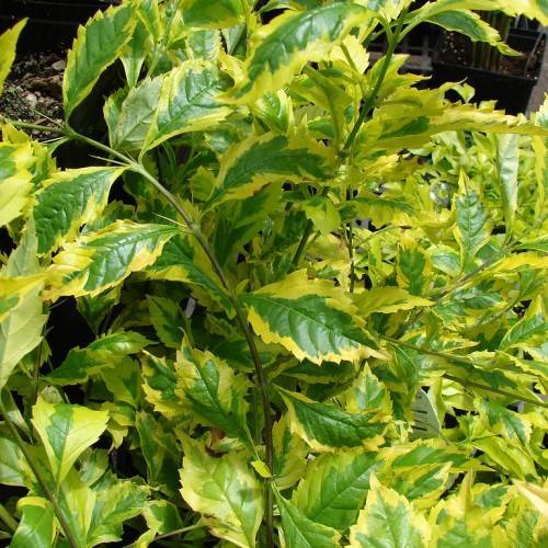 yellow-green leaves with yellow-green veins on green-brown petioles and stems
