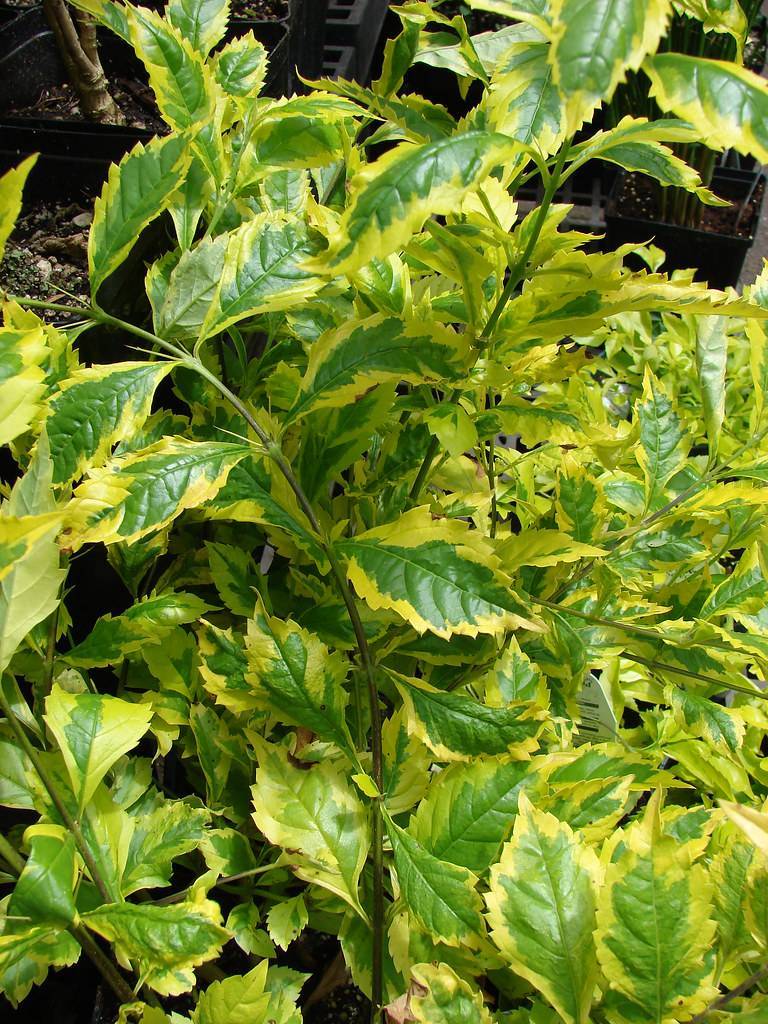 yellow-green leaves with yellow-green veins on green-brown petioles and stems