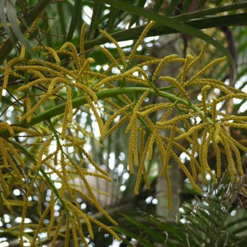 yellow fruits on green petioles and stems