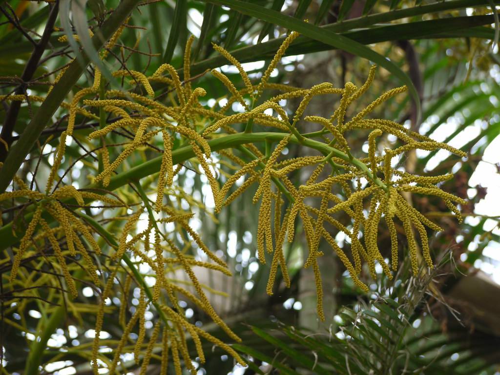 yellow fruits on green petioles and stems