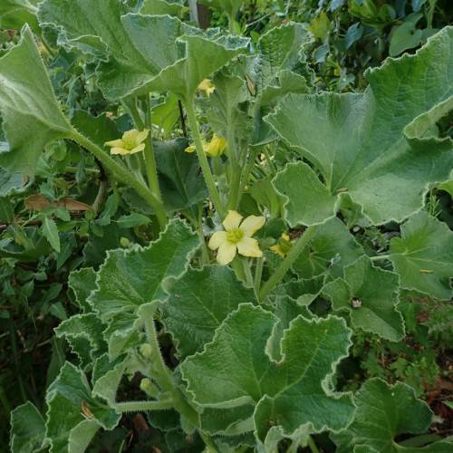 yellow flowers with yellow-green center, green buds with green leaves and light-green stems