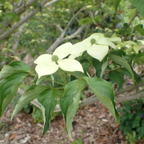 light-yellow flowers with green center, green leaves, lime stems on light-gray branches