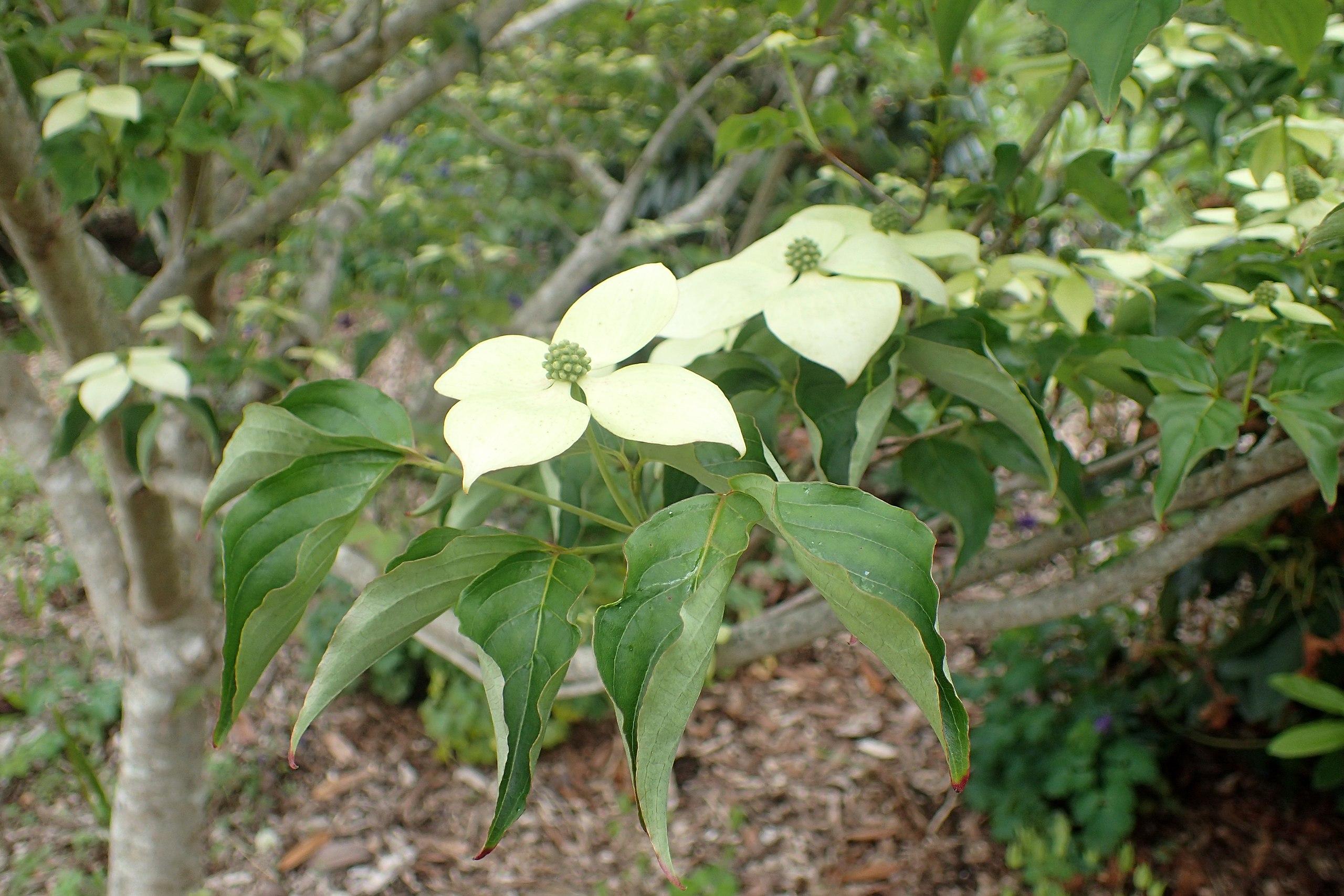 light-yellow flowers with green center, green leaves, lime stems on light-gray branches