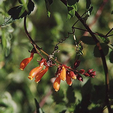 orange-yellow flowers, maroon buds and dark-green leaves on red-green stems