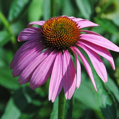 a pink-purple flower with orange-brown center with green leaves on a green stem