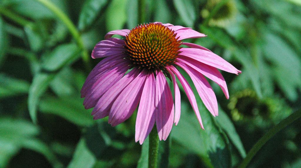 a pink-purple flower with orange-brown center with green leaves on a green stem