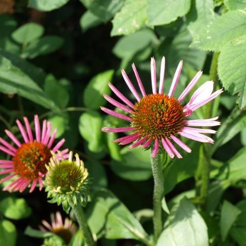 pink flowers with red-green center, a yellow-green bud, green sepals and green leaves on light-green stems