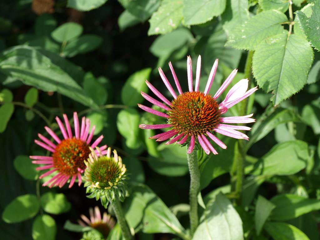 pink flowers with red-green center, a yellow-green bud, green sepals and green leaves on light-green stems