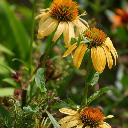 light-orange flowers with orange-green center, green stems and leaves
