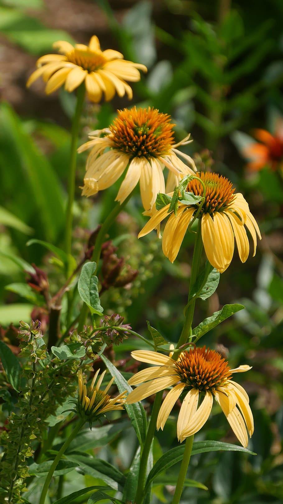 light-orange flowers with orange-green center, green stems and leaves
