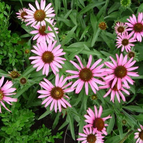 light-pink flowers with brown-yellow center, brown-yellow buds, green sepals, green leaves and stems