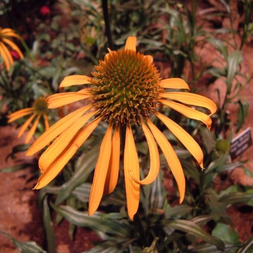 orange flowers with orange-green center, olive leaves and green-brown stems
