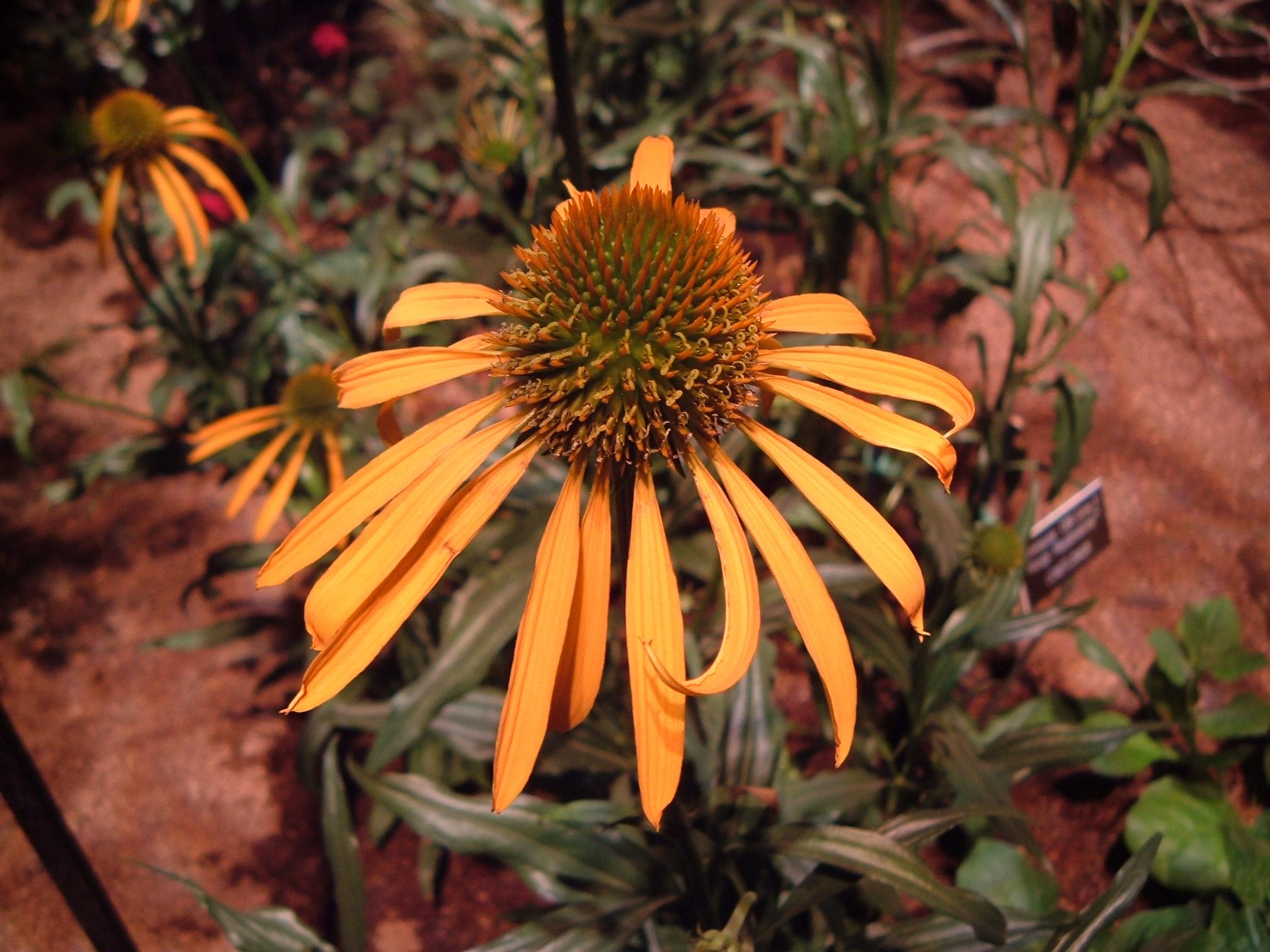 orange flowers with orange-green center, olive leaves and green-brown stems