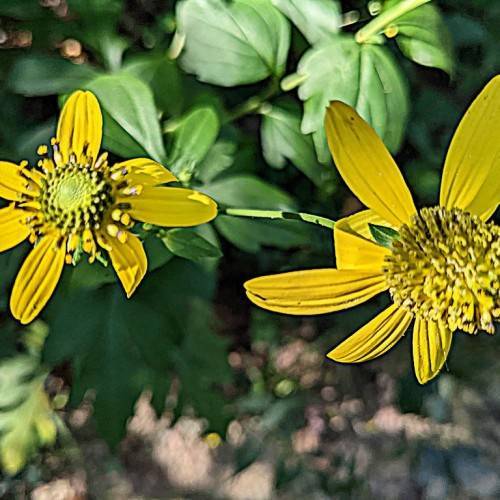 bright-yellow flowers with yellow-green center, yellow-black stamens, green leaves on light-green stems