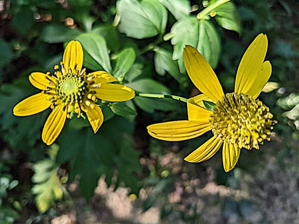 bright-yellow flowers with yellow-green center, yellow-black stamens, green leaves on light-green stems