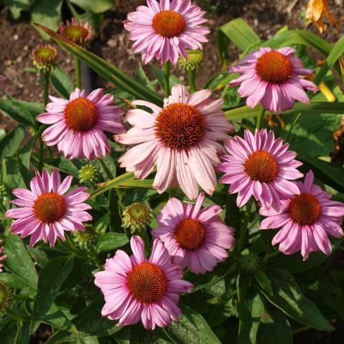 Light-pink flowers with orange-red center, green-brown buds, green sepals, lime-green leaves and green stems