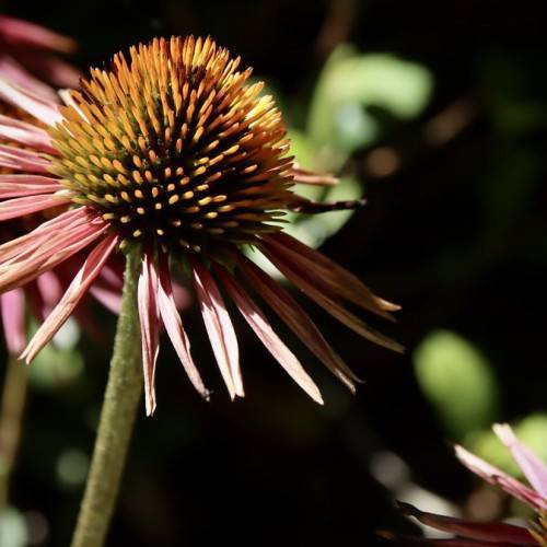 a pale-pink flower with an orange-green center on a light-green stem