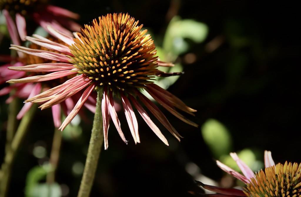 a pale-pink flower with an orange-green center on a light-green stem