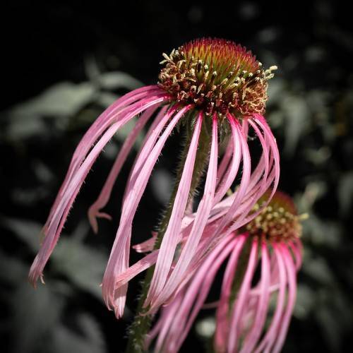 pink flowers with a maroon-green center on green stems