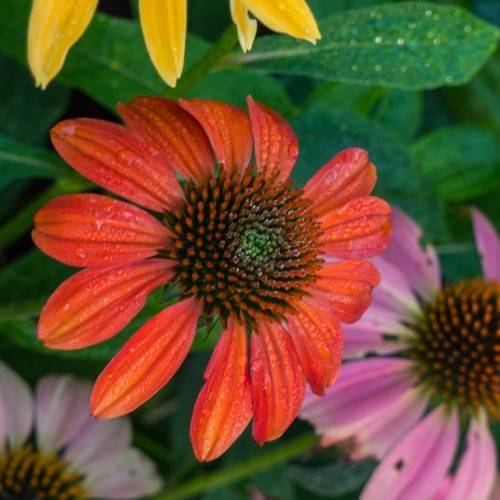 a red-orange flower with a red-brown center and green leaves with light-green veins
