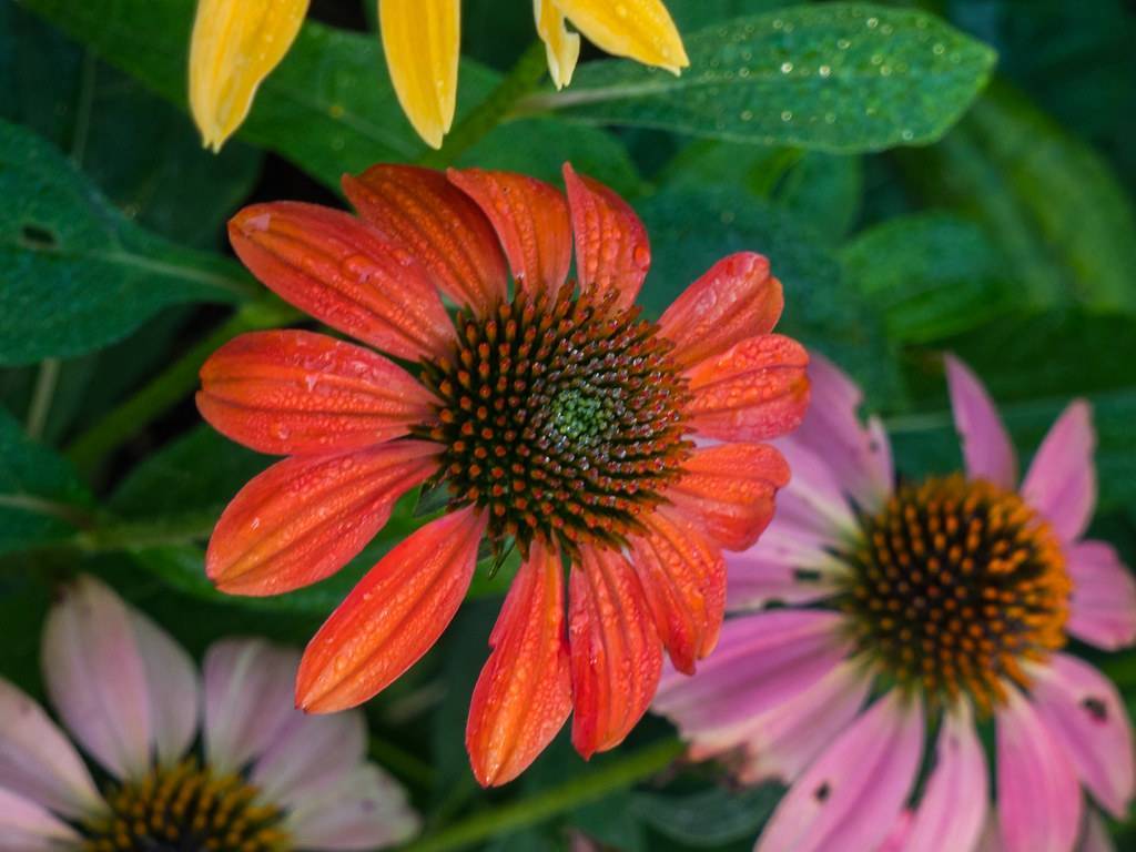 a red-orange flower with a red-brown center and green leaves with light-green veins