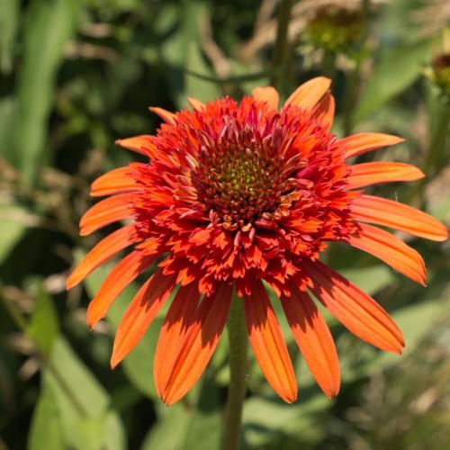 orange-red flowers with red-green center, green stems and leaves