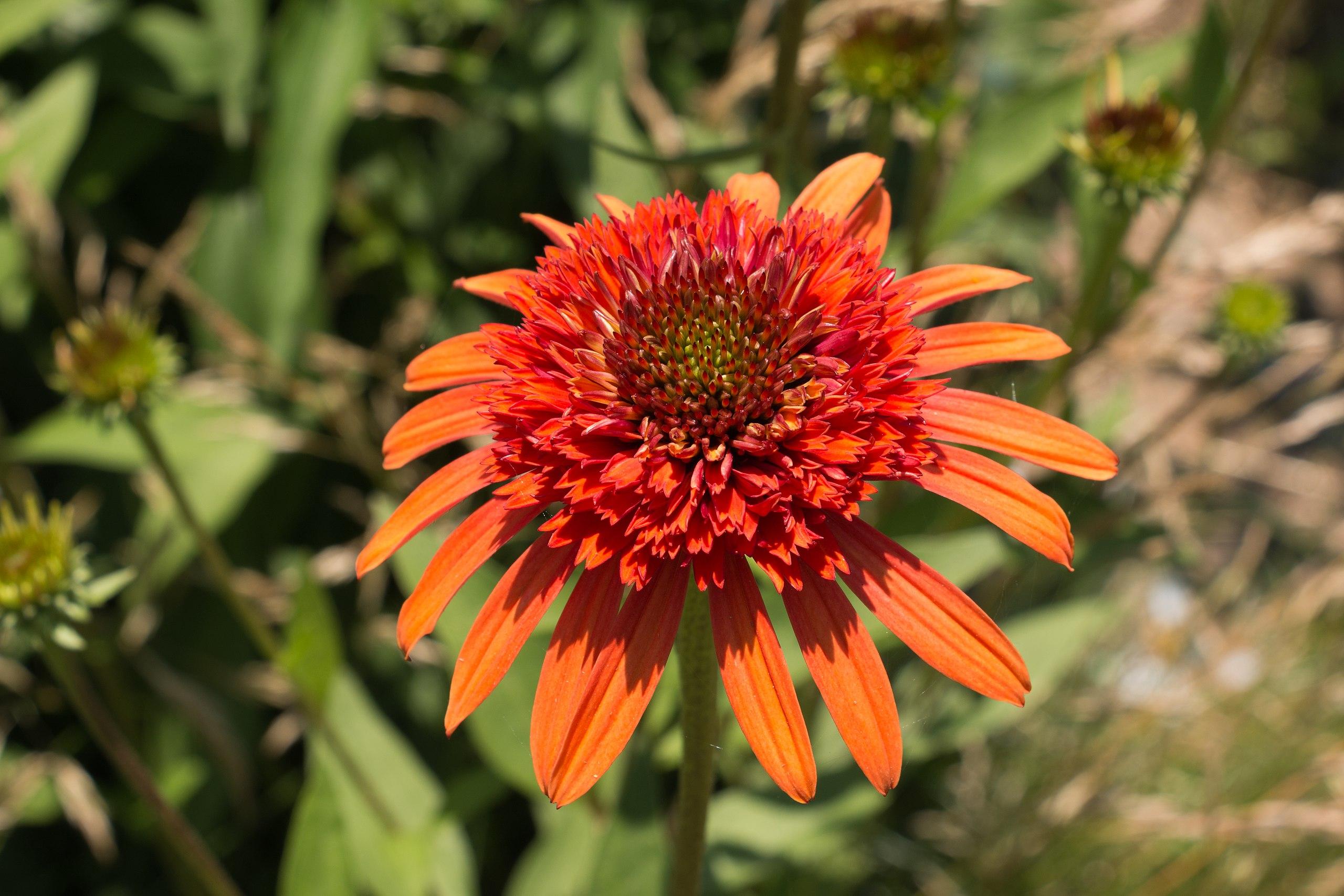 orange-red flowers with red-green center, green stems and leaves