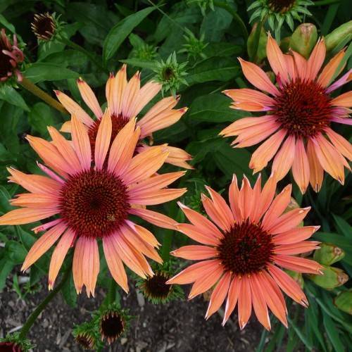 peach-pink flowers with red-brown center and red-brown buds with green leaves and stems