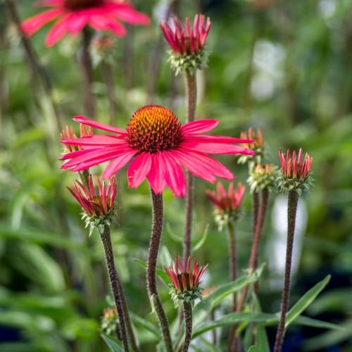 pink flowers with red-yellow center, pink-green buds, green leaves and burgundy stems