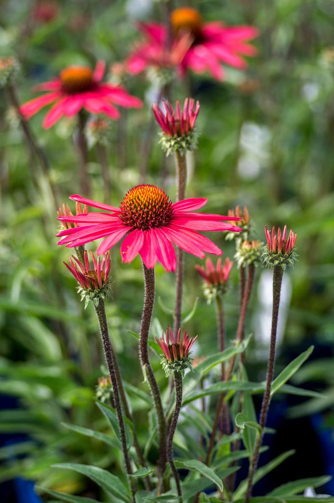 pink flowers with red-yellow center, pink-green buds, green leaves and burgundy stems