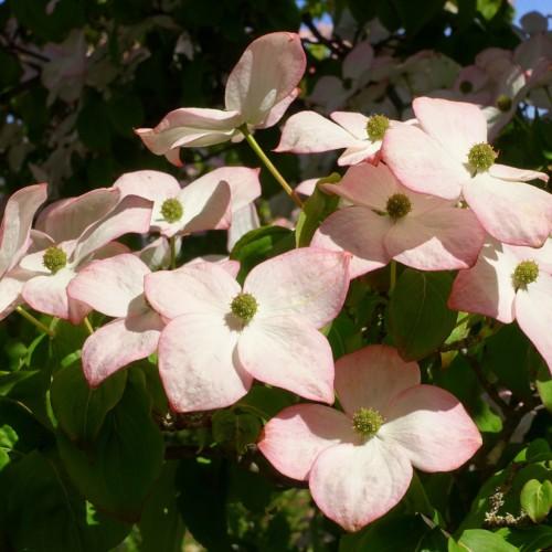 Light-pink flowers with green center, lime-green stem and green leaves.
