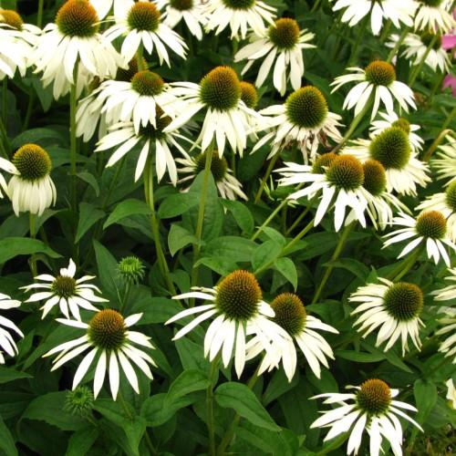 Off-white flower with green-brown center, lime-green buds and lime-green petiole.