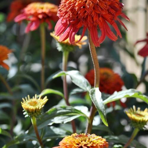 a red flower, yellow buds with dark-green sepals and green leaves on green-red stems